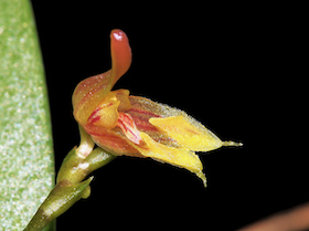 Scaphosepalum rinkei.